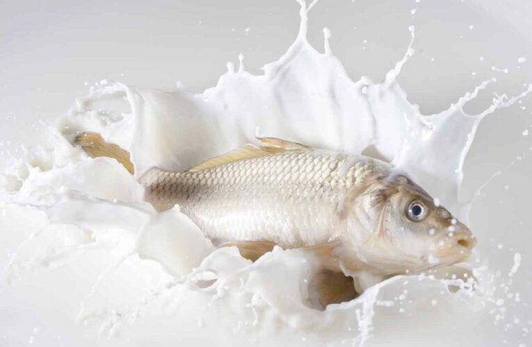 Terobosan Baru: Susu Ikan Pertama di Dunia Diluncurkan oleh Indonesia